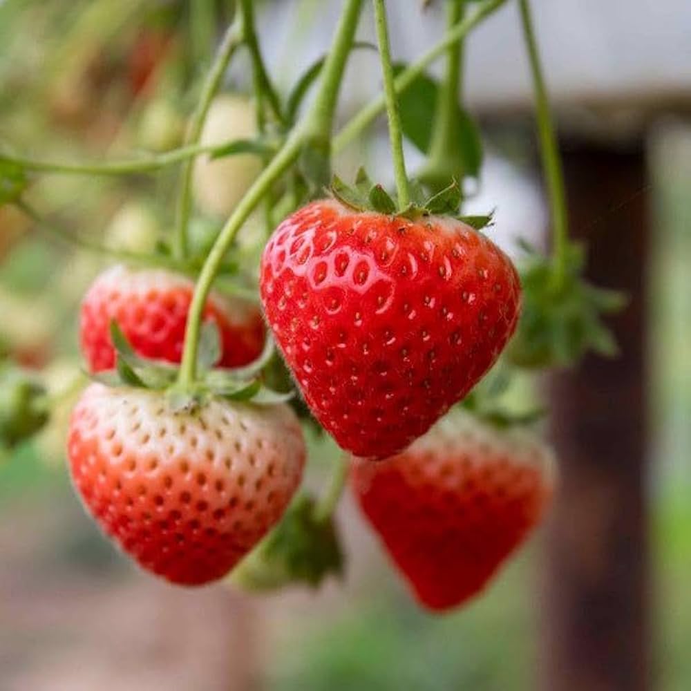 Heirloom Seascape Strawberry fruit seeds suitable for containers and hanging baskets.