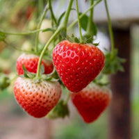 Heirloom Seascape Strawberry fruit seeds suitable for containers and hanging baskets.