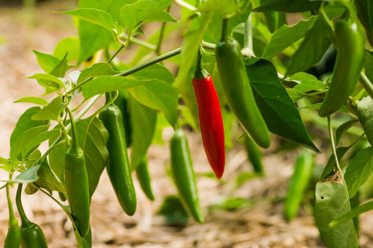 Heirloom Serrano Pepper seeds for planting