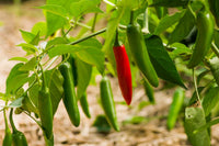Heirloom Serrano Pepper seeds for planting
