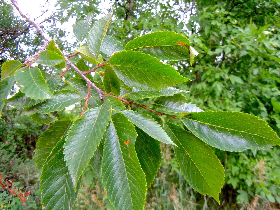 Heirloom Slippery Elm tree with lush green foliage in a natural setting.