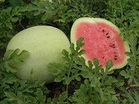 Heirloom Snow White Giant watermelon seeds ready for sowing.