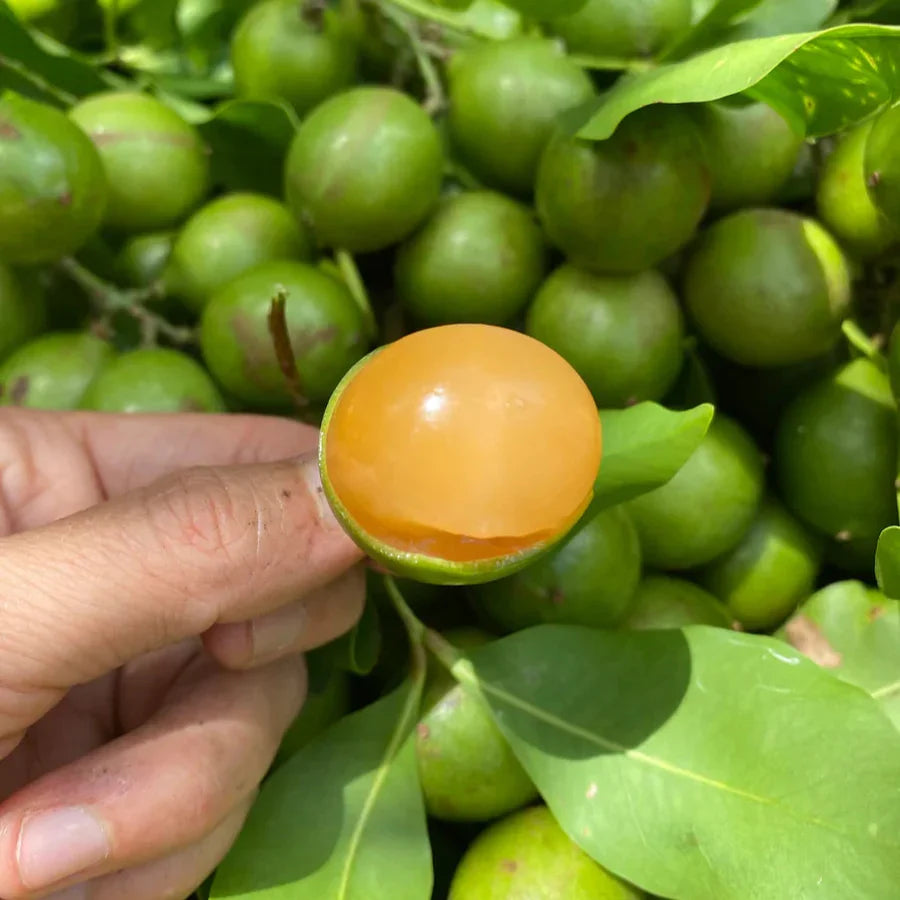 Citrus Sweet Spanish Lime seeds with healthy green foliage and fruit tree growth.