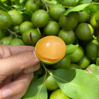 Citrus Sweet Spanish Lime seeds with healthy green foliage and fruit tree growth.