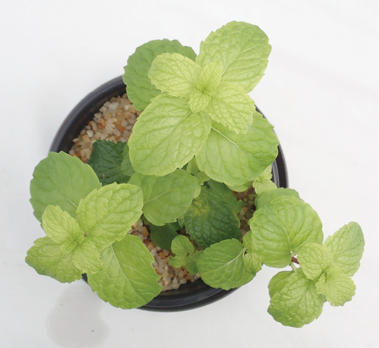 Heirloom non-GMO Spearmint herb seeds for containers