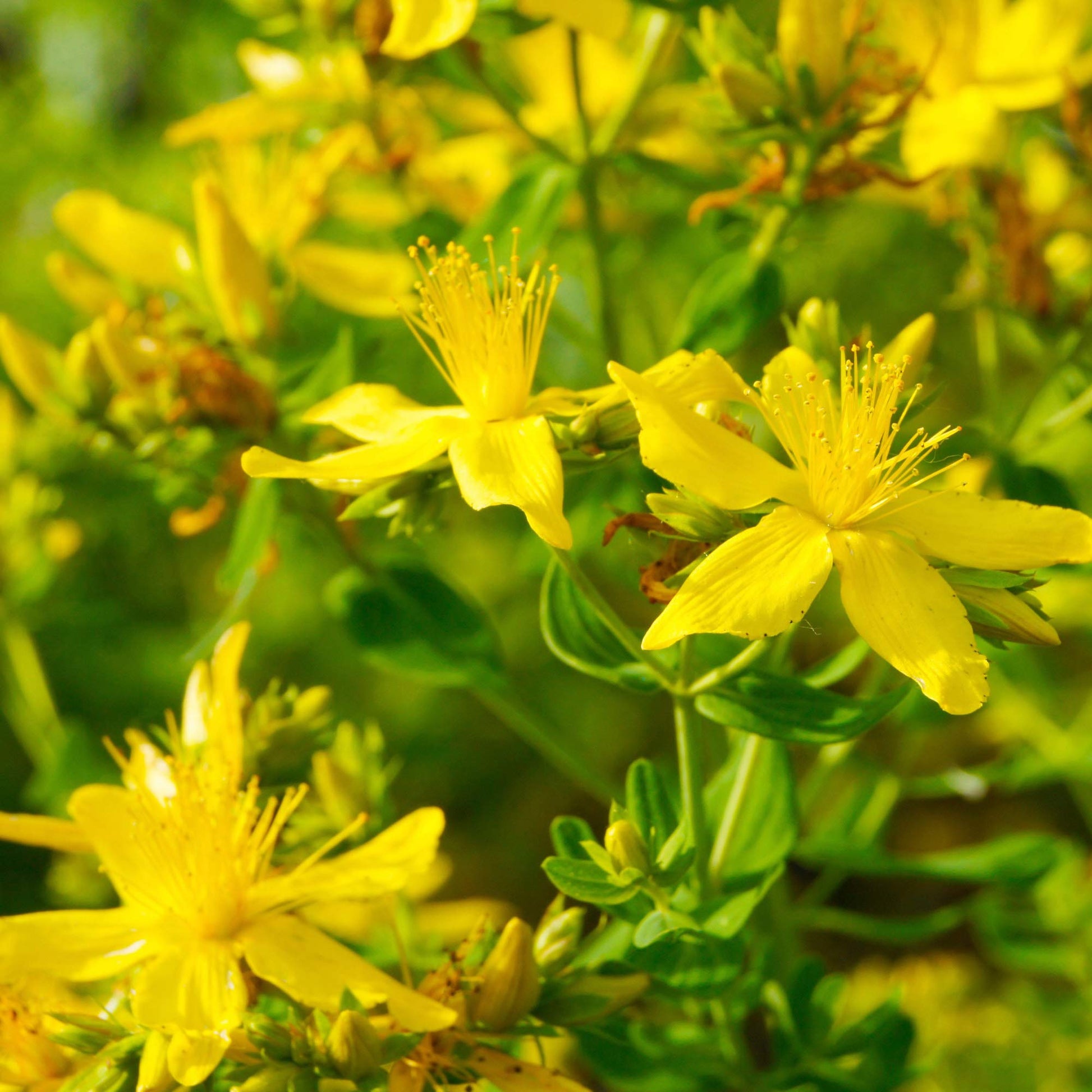 Heirloom St. John's Wort plants with bright yellow flowers and green foliage.