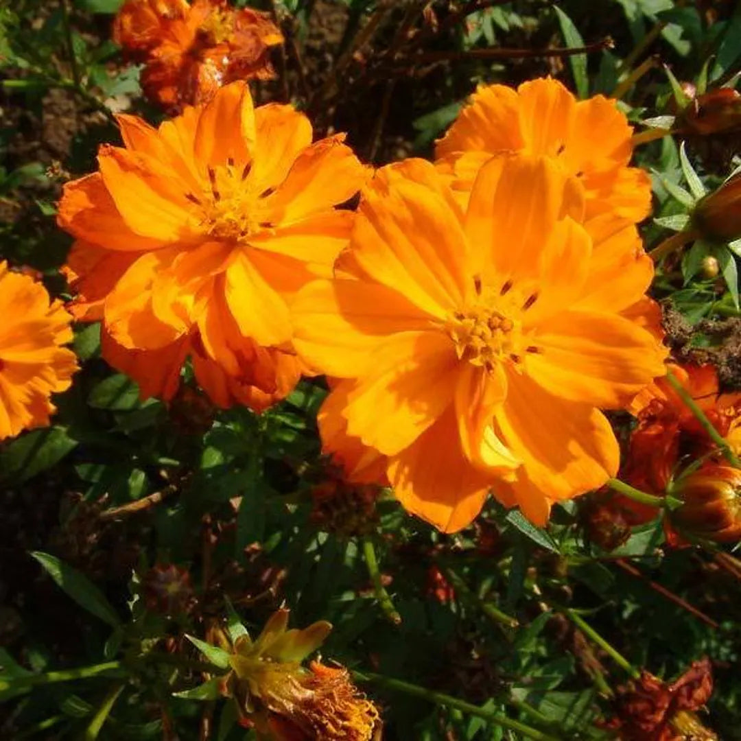 Heirloom Sulphur Cosmos flower plants with bright yellow and orange blooms