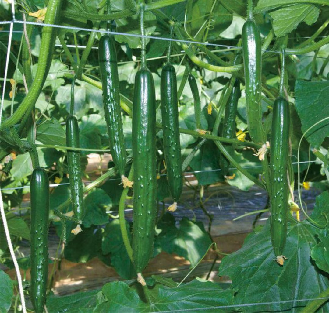 Suyo Long Cucumber heirloom seeds for home garden planting