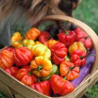 Small sweet peppers ripening on healthy garden plants.