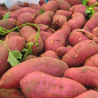 Sweet potato seeds suitable for raised beds and container gardening