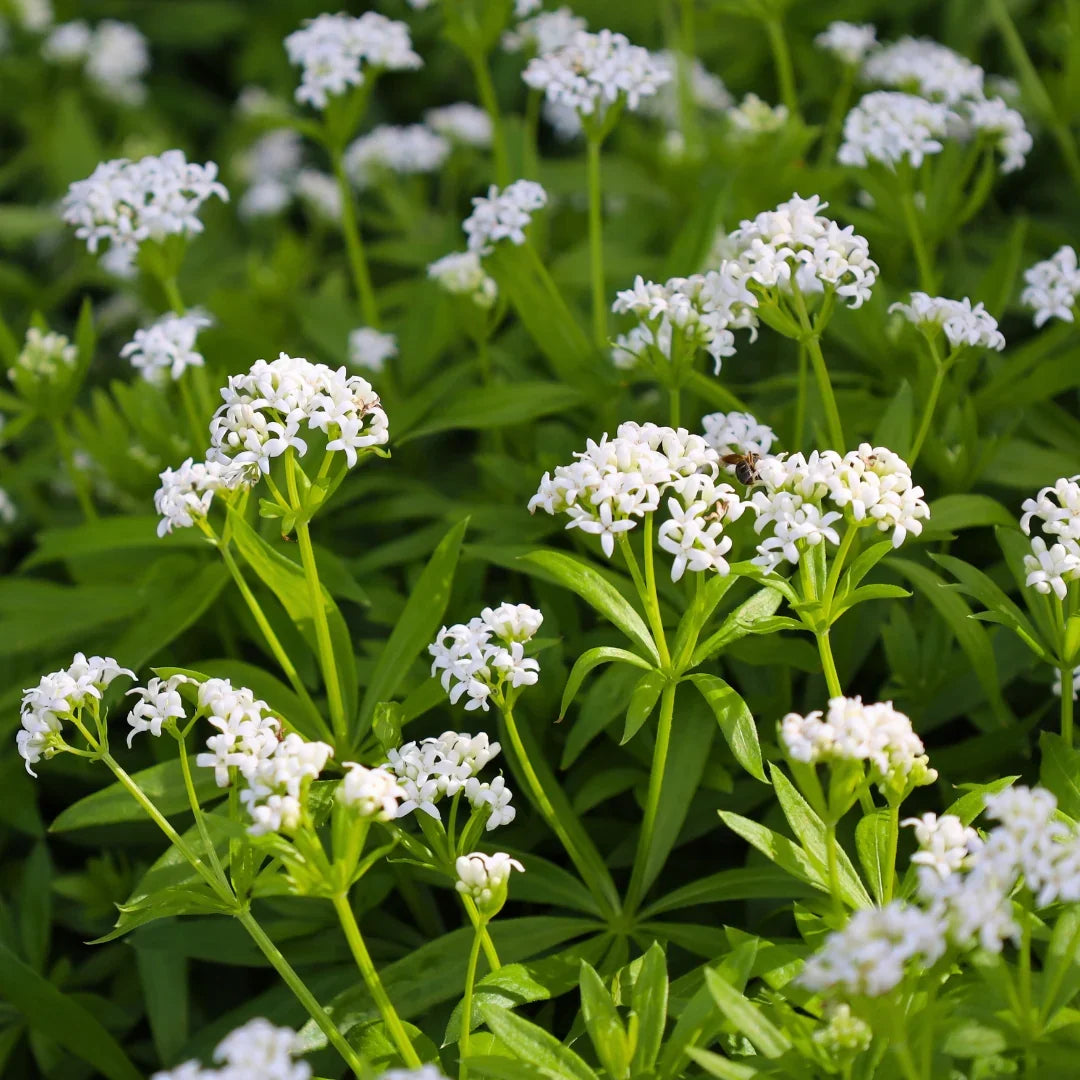 Heirloom Sweet Woodruff flower seeds for borders, woodland gardens, and containers