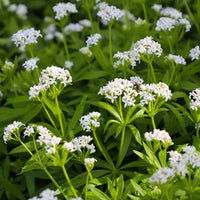 Heirloom Sweet Woodruff flower seeds for borders, woodland gardens, and containers