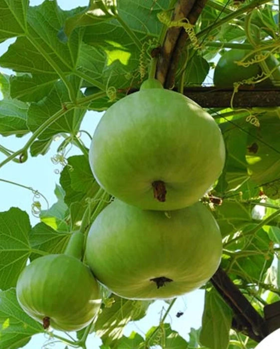 Heirloom Tinda plants with healthy green vines and round gourds.