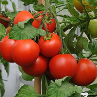 Mixed heirloom tomato plants growing in a vegetable garden