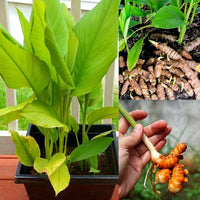 Heirloom turmeric variety adding greenery to a home landscape.