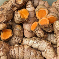 Heirloom turmeric plant growing in a garden container