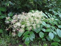 Heirloom non-GMO Udo herb seeds for containers and outdoor planting