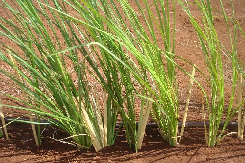 Heirloom Vetiver Grass seeds suitable for raised beds and containers.