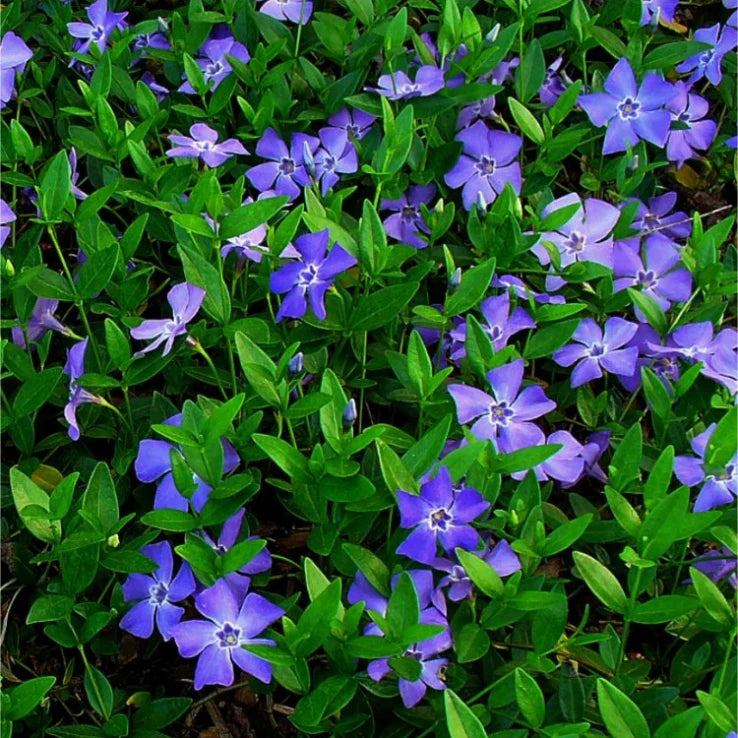 Heirloom Vinca Minor seeds suitable for ground cover and containers.