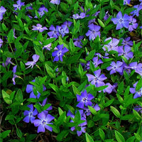 Heirloom Vinca Minor seeds suitable for ground cover and containers.