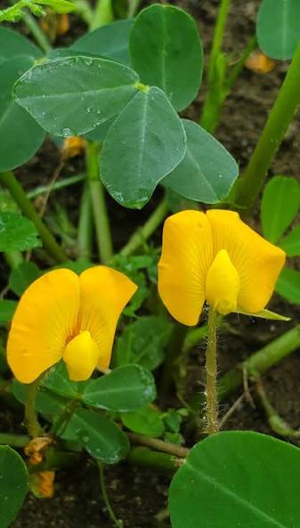 Heirloom Virginia peanut seeds suitable for raised beds and containers
