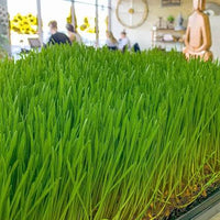 Heirloom Wheat Grass seeds suitable for containers and garden planting