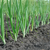 Heirloom White Lisbon onion seeds for raised beds and container gardening