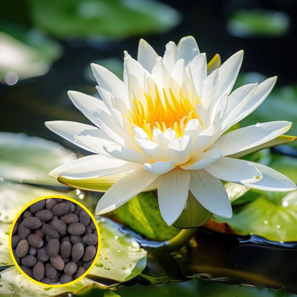 Heirloom White Lotus flowers blooming in a tranquil garden pond.
