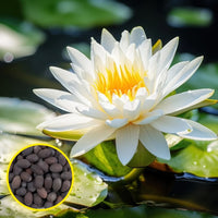 Heirloom White Lotus flowers blooming in a tranquil garden pond.