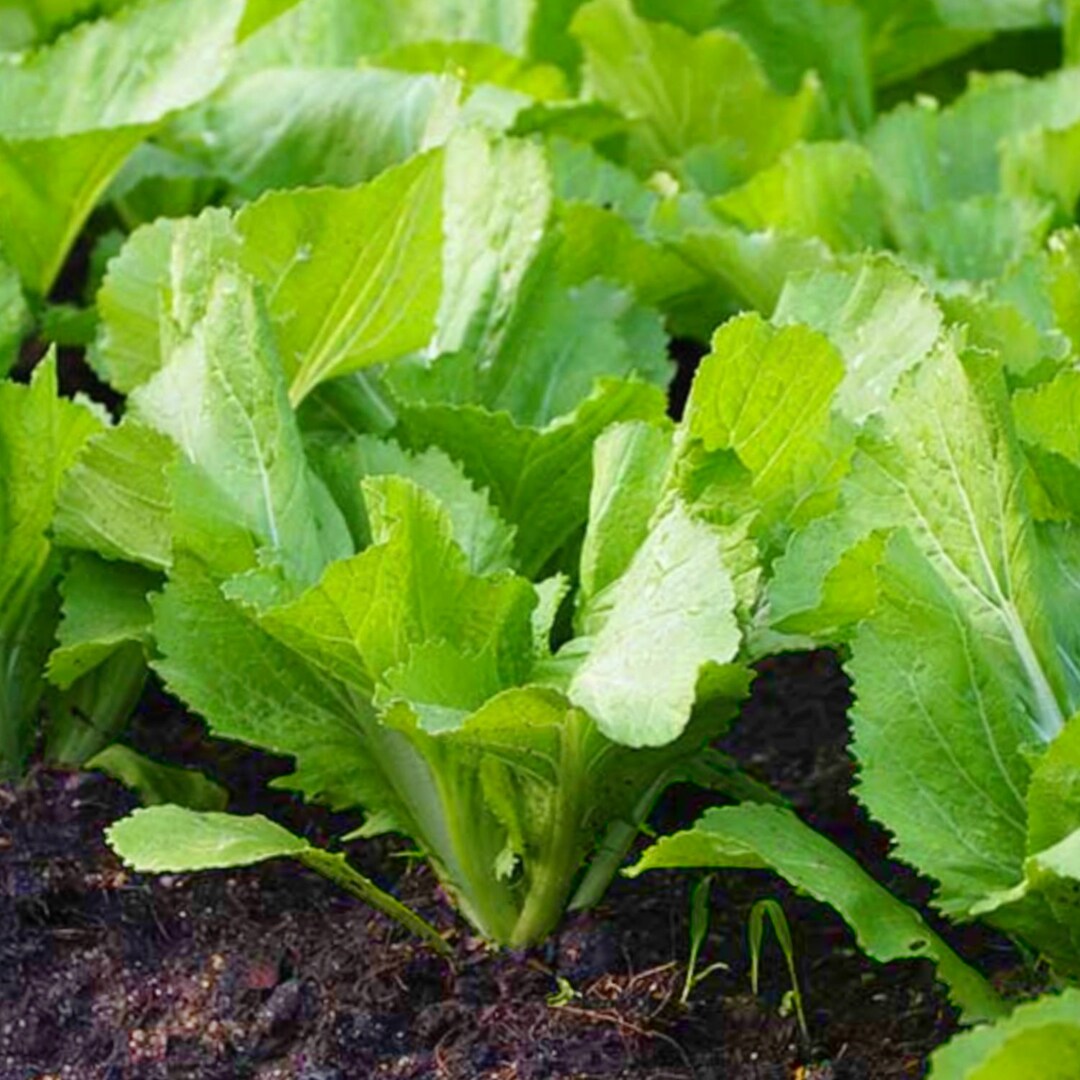 Heirloom white mustard with lush green foliage in a raised garden bed.