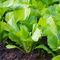 Heirloom white mustard with lush green foliage in a raised garden bed.