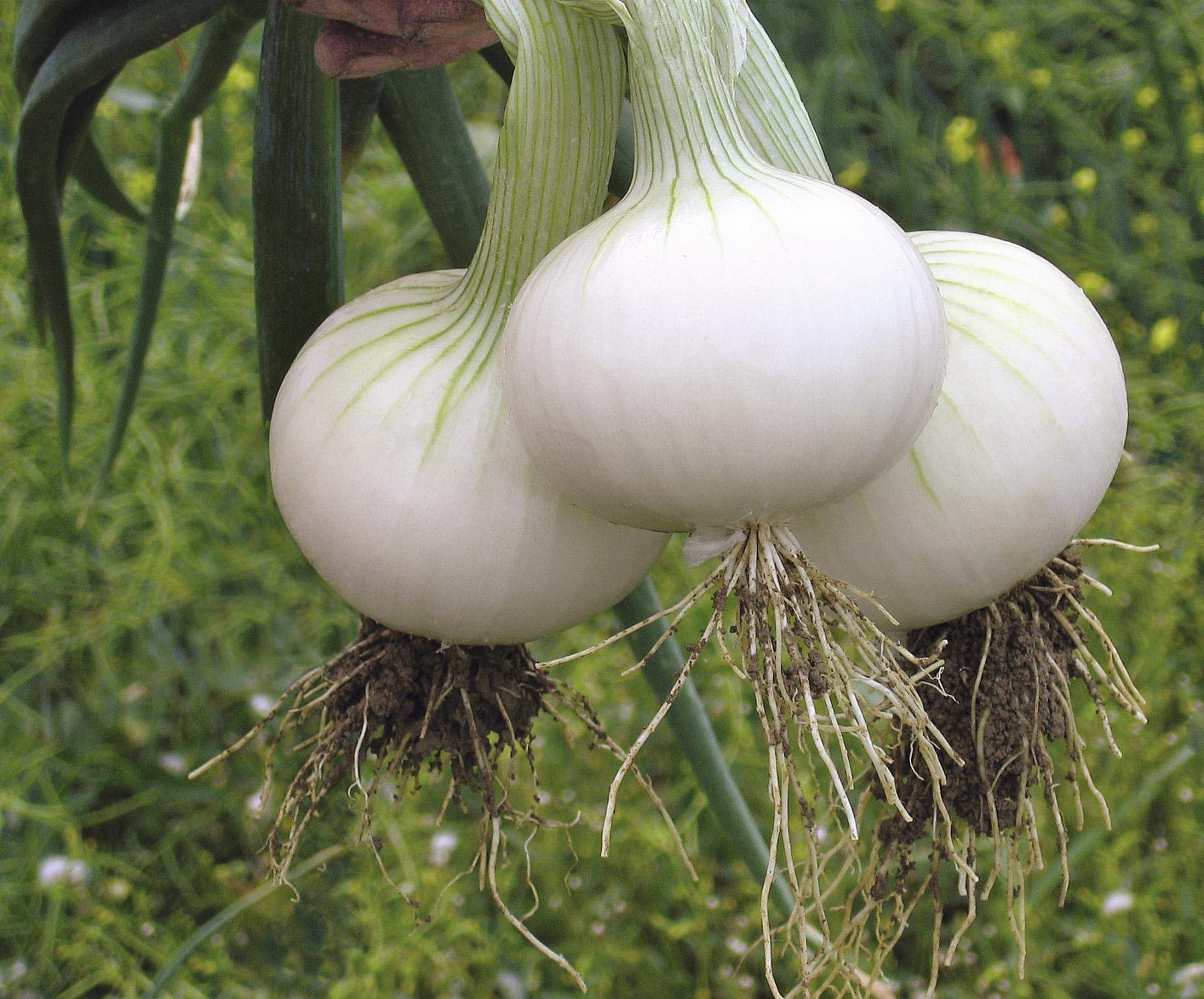 Large white onions developing beneath healthy green foliage.
