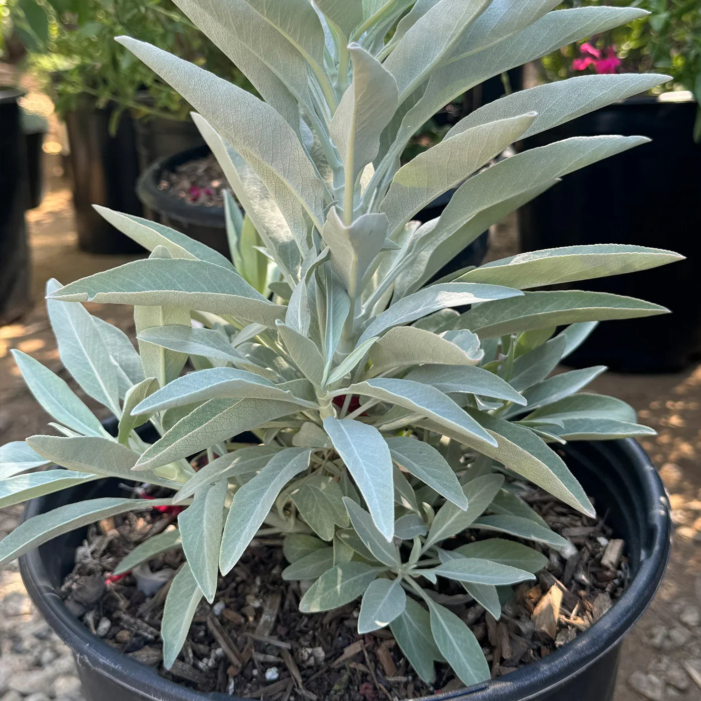 Heirloom White Sage plants with silvery-green foliage and white flower spikes.
