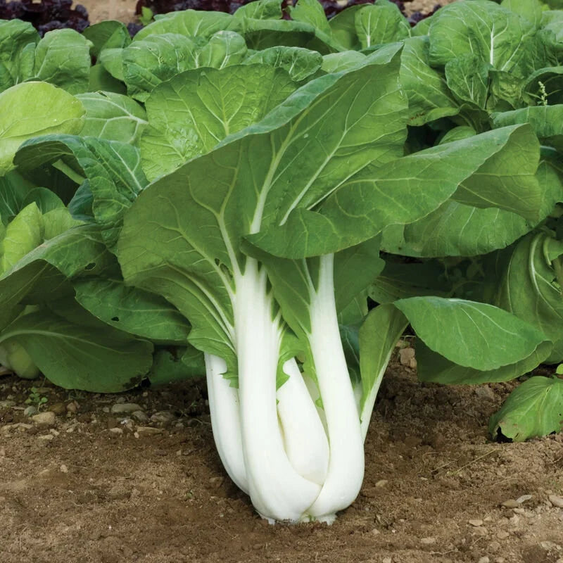 Heirloom White Stem Pak Choi growing in an outdoor garden
