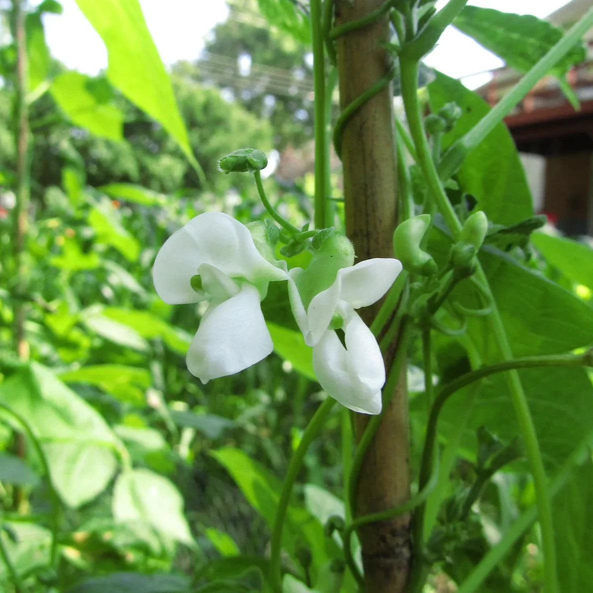 Harvested White Tepary Beans from heirloom garden plants ready for culinary use