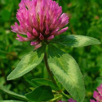 Heirloom non-GMO Wild Red Clover seeds for borders, meadows, and containers