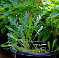Heirloom Wild Rocket leafy herb suitable for raised beds and garden spaces