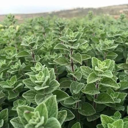 Origanum syriacum herb plants with aromatic green leaves in a home herb garden