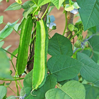 Heirloom Winged Bean climbing vine growing on a garden trellis with healthy green pods