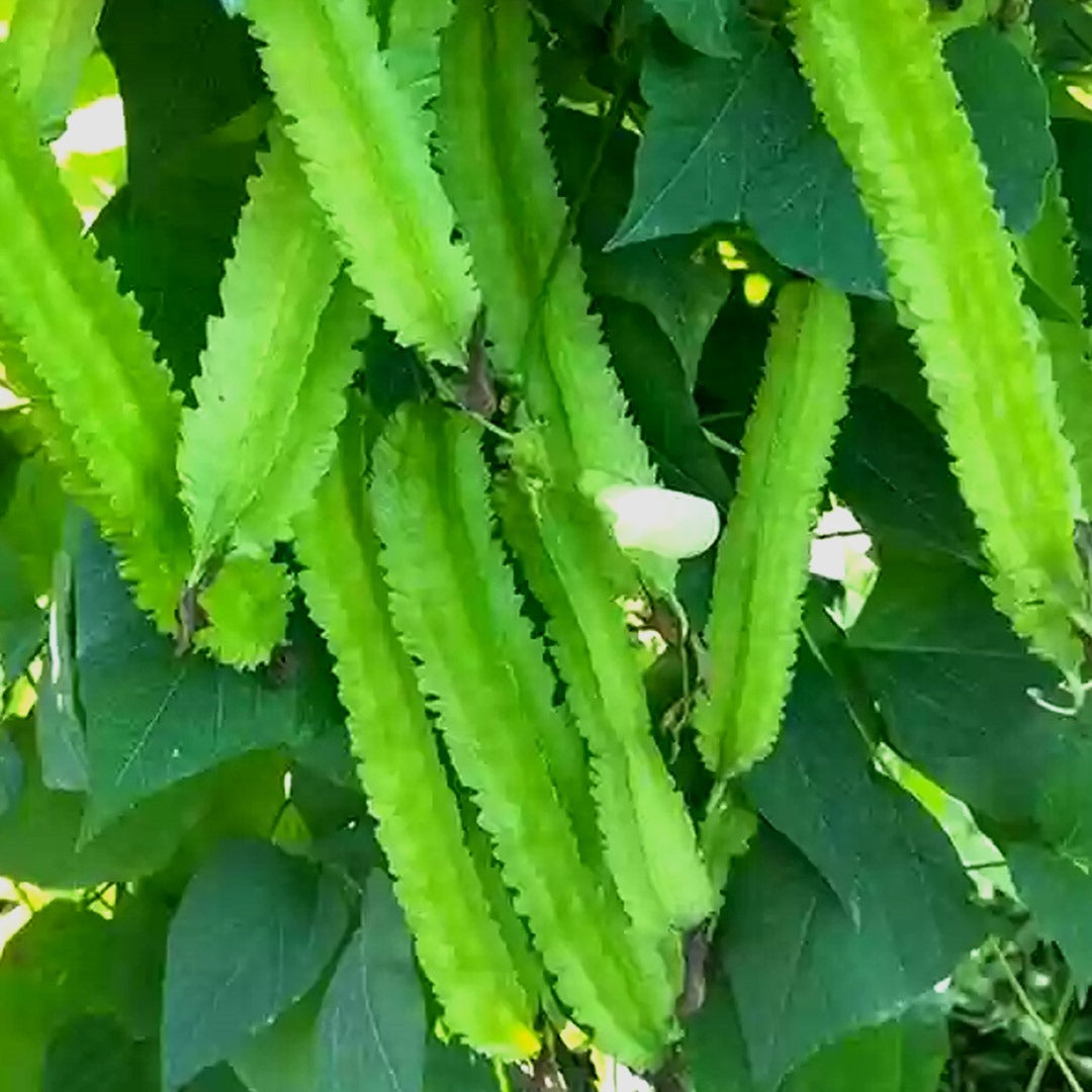 Heirloom Winged Bean seeds suitable for trellises and containers.