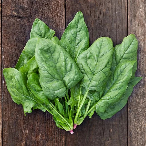 Winter Giant spinach seed packet for garden planting.