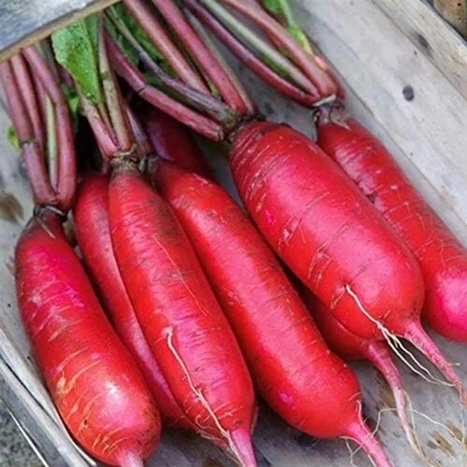 Winter radish vegetable seeds for garden planting