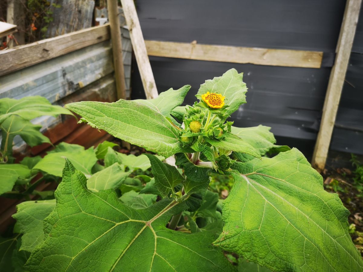 Heirloom Yacon plants growing in a raised garden bed
