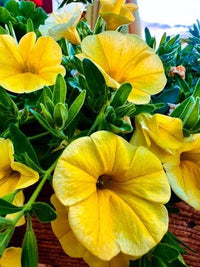Heirloom Yellow Calibrachoa plants with bright bell-shaped flowers.