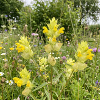 Yellow Rattle plants adding seasonal color to an outdoor garden.