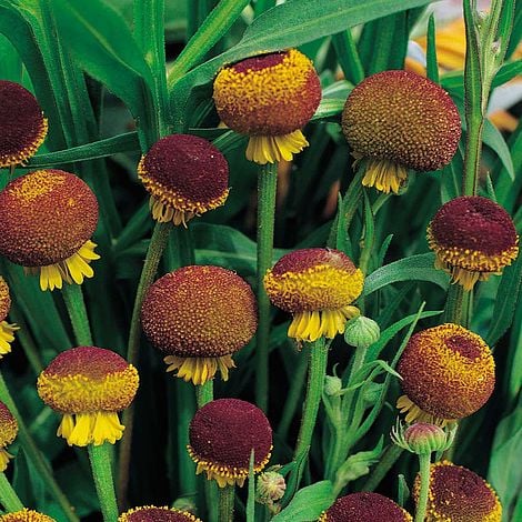 Yellow and red dogtooth daisy blooms grown from Helenium puberulum seeds