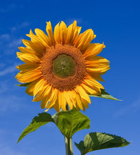 Helianthus Flower Seeds for Planting