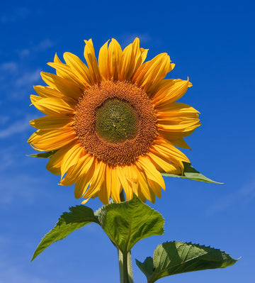 Helianthus Flower Seeds for Planting