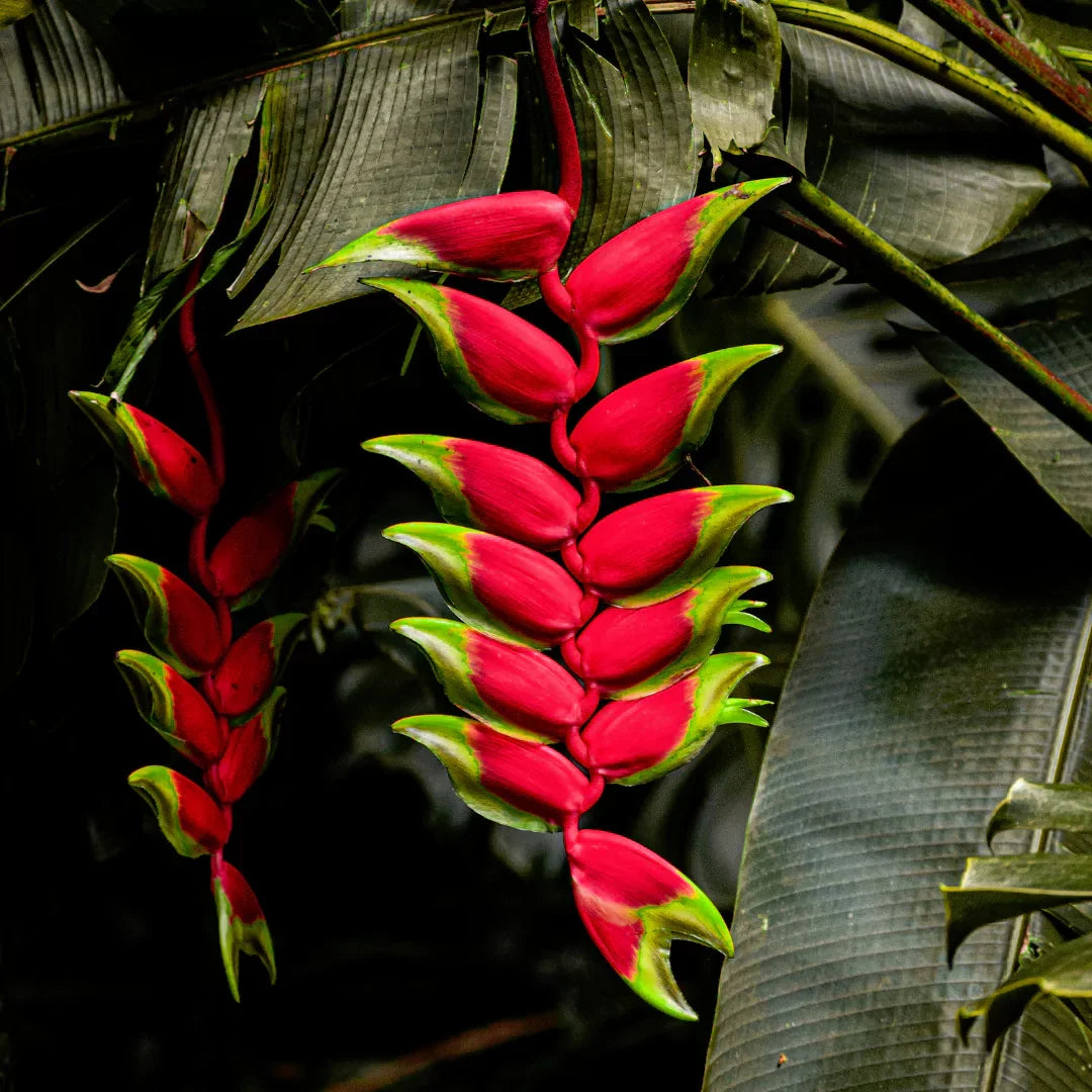 Exotic Heliconia Rostrata flowering plant adding vibrant color to outdoor gardens