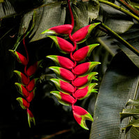 Exotic Heliconia Rostrata flowering plant adding vibrant color to outdoor gardens